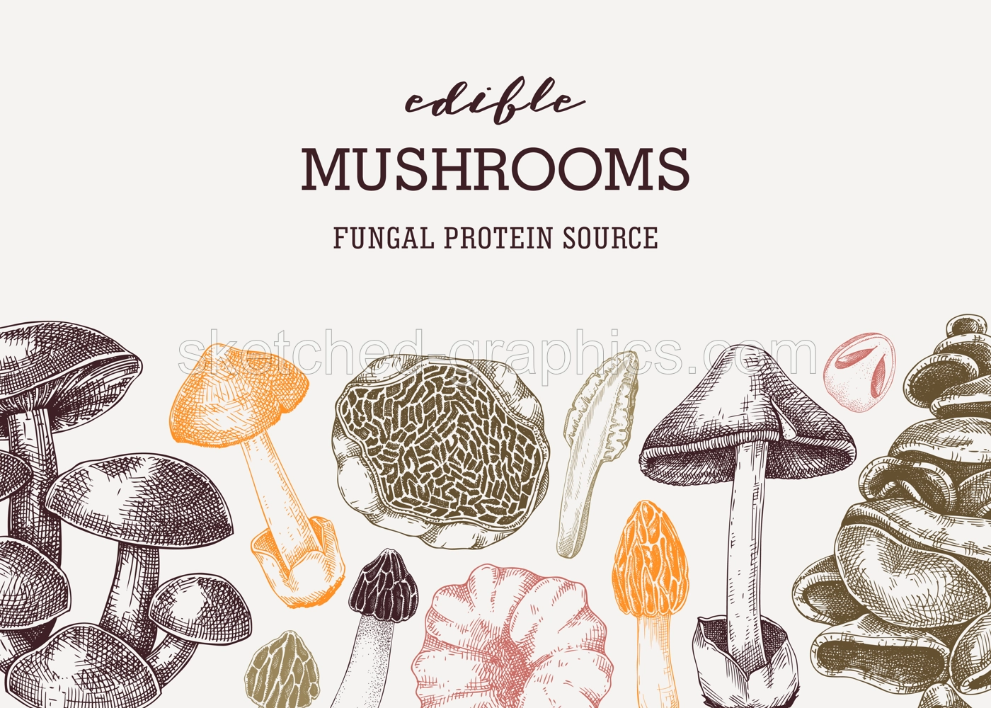 Mushrooms banner design in color. Artistic autumn forest plant border. Fall background with edible fungi sketch. Hand drawn healthy food, fungal protein vector illustration for print, packaging, menu Illustration
